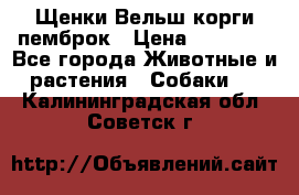 Щенки Вельш корги пемброк › Цена ­ 35 000 - Все города Животные и растения » Собаки   . Калининградская обл.,Советск г.